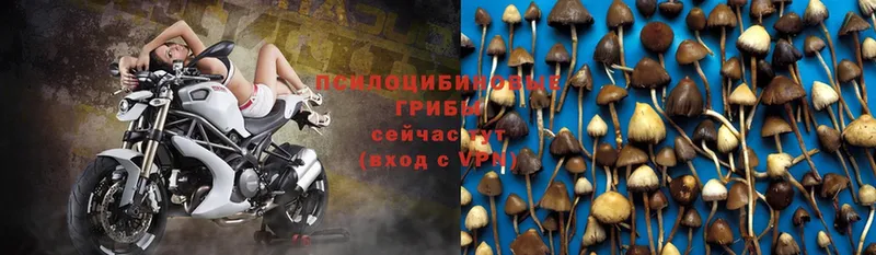 Галлюциногенные грибы Magic Shrooms  купить закладку  Красный Холм 